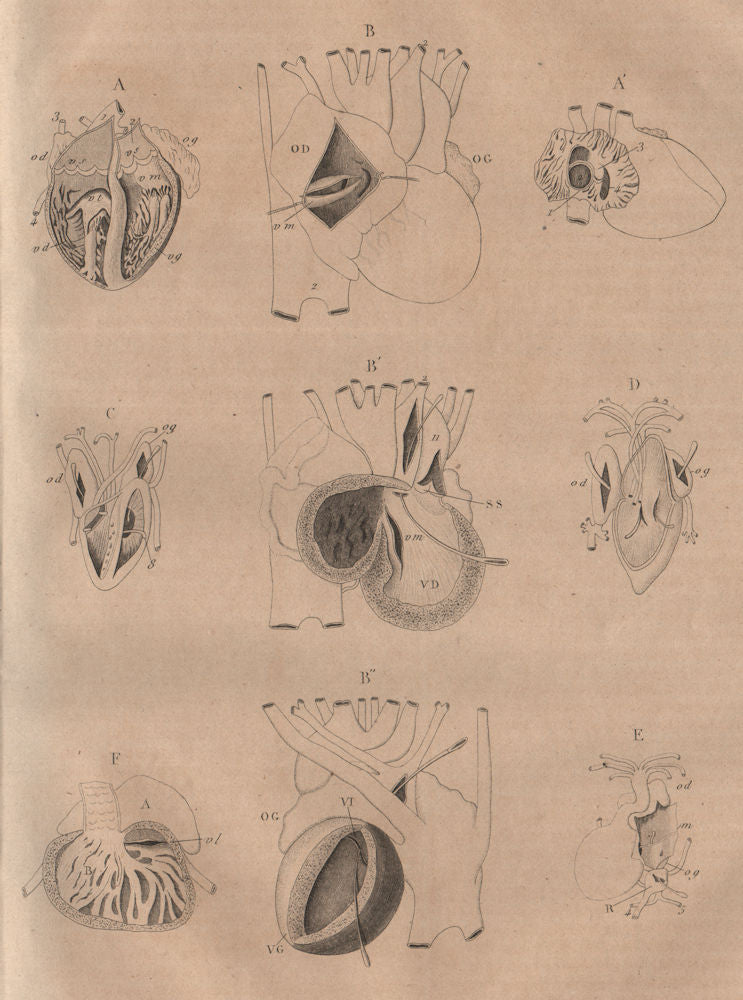 STRUCTURE OF THE HEART. Foetus. Crocodile. Snake. Lizard Salamander Fish 1834